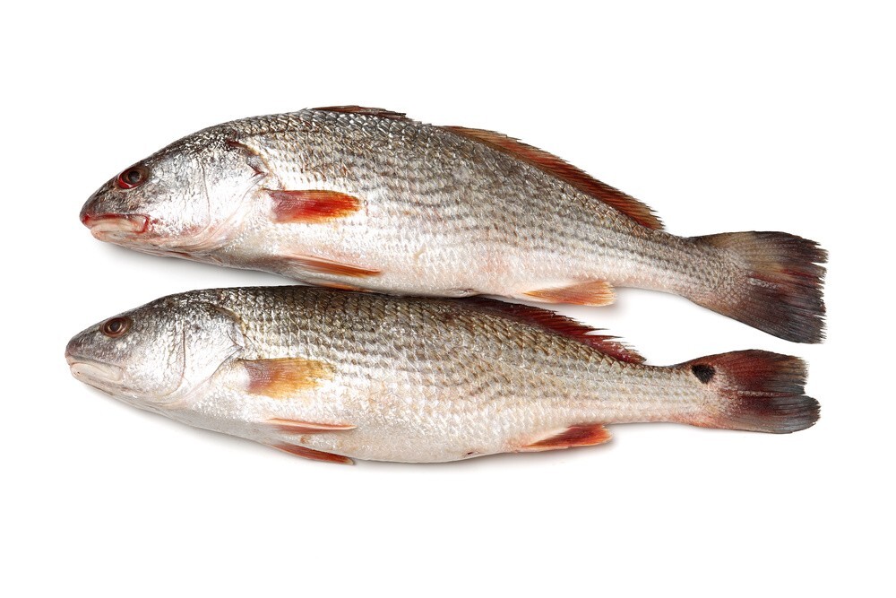 Croaker fish